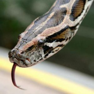 A python. (Because snakes. Not the language.) Source: https://rashmanly.files.wordpress.com/2008/10/1439659.jpg