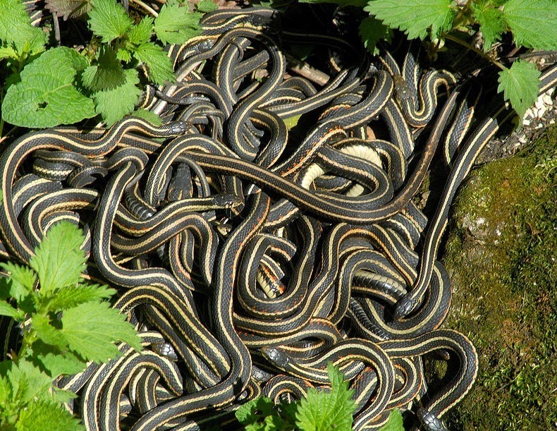 As a visualization of badly developed code: Spaghetti-snakes Source: http://lh5.ggpht.com/-Nb0b-coQ1tU/UsZSC0STOKI/AAAAAAAAu2I/F2ehNp977Ww/narcisse-snake-pits-6%25255B2%25255D.jpg?imgmax=800